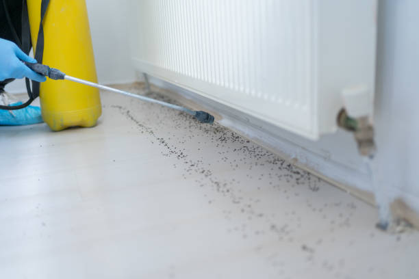 Best Ant Control Services  in Dawson, TX
